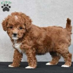 Wyola/Cavapoo									Puppy/Female	/8 Weeks,To contact the breeder about this puppy, click on the “View Breeder Info” tab above.
