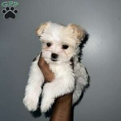 Cyrus/Yorkie									Puppy/Male	/12 Weeks,Cyrus is a handsome white and tan boy with lots of personality very playful and loving will definitely steal your heart out your chest and fill your home with warmth