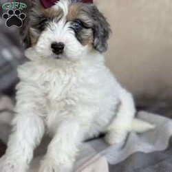 Dot/Mini Bernedoodle									Puppy/Female	/7 Weeks,Meet Dot! These beautiful babies are being well loved and pre spoiled, waiting for their forever home. We are guessing they will be under 30lbs full grown and will make a great addition to any home. They will be up to date on dewormer and puppy vaccinations and vet appointments. They will come microchipped with a tag and all of their up to date paperwork and current dog food in a goody bag to take home. We require a deposit via venmo to hold your puppy. You can come pick your puppy up at our office or we are able to ship for a seperate fee! Reach out via text, call, or email! 