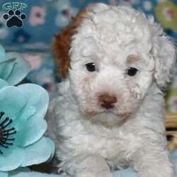 Patches/Toy Poodle									Puppy/Male	/January 13th, 2026,Meet your new BFF, Patches! This adorable Toy Poodle puppy is vet checked & up to date on shots & wormer, plus comes with a health guarantee provided by the breeder! Patches is well socialized & currently being family raised with children!