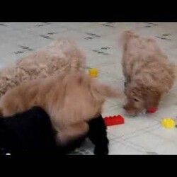 Tessa/Mini Goldendoodle									Puppy/Female	/December 15th, 2025,Meet your new BFF, Tessa! This super cute Mini Goldendoodle puppy is vet checked & up to date on shots & wormer, plus comes with a health guarantee provided by the breeder! Tessa is well socialized & can’t wait to join in on all the fun at your place!