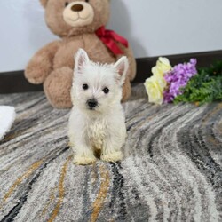 Willis/West Highland Terrier									Puppy/Male	/11 Weeks,Willis is a Pure bred West Highland White Terrior. He is being raised is a Loving Christain Country home. Willis is up to date on all vaccines wormings etc, Shipping is available. You are more than welcome to pick up at our house feel free to call or text us any time