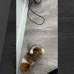 Molly/Havanese									Puppy/Female	/13 Weeks,Hello there! I’m Molly a beautiful Havanese puppy! These puppies have a Mom that weighs around 11 pounds and Dad weighs around 12 pounds! Molly is the perfect addition to any family. Don’t miss the opportunity to bring home this delightful Havanese puppy! I’m well socialized with children and ready to fit into your family! I would love to fill your home with all of my  puppy love! I have been vet checked, microchipped and I am up to date on vaccinations and dewormings and will come with a one year genetic health guarantee. Call or text anytime to make me the newest addition to your family and get ready to spend a lifetime of tail wagging fun! 