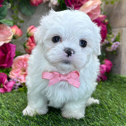 Adopt a dog:Bentley/Maltese/Female/February 1, 2026,Hi, I'm Bentley! I'm a 7-week-old male Maltese with a beautiful white & lemon coat, born on February 1. I'll be ready to go home to my forever family after April 5, once I'm grown enough to leave my litter. When I reach my adult size, I should weigh between 6–10 lbs. I'm AKC registered. If a sock goes missing, I might be the culprit. I love mischief.