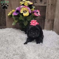 Midnight/Shih-Poo									Puppy/Female	/6 Weeks,Meet Midnight she is a real sweetheart and loves to give kisses. She is vet checked and up to date with vaccinations and dewormer. Call or message today to make her forever yours! License #4185 