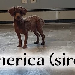 Maverick/Toy Poodle									Puppy/Male	/February 8th, 2026,Meet Maverick! An adorable Easter puppy! Pictures are cute, but they don’t do justice! He is a playful cuddly ball of fur with a gorgeous deep red coat. He has a fun loving personality that makes him a very playful puppy. He is being well taken care of in our house till he can find his new family. His mom is around 9 pounds, and his dad 5 pounds. He will come to you fully vaccinated and dewormed. He will also be microchipped! I send a bag of puppy food he’s currently on as well as a folder of papers along home with you. I aim to make the adoption process as smooth as possible for you, and if you have any questions don’t hesitate to reach out to me!