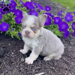 Zack/French Bulldog									Puppy/Male	/28 Weeks,Zack is a purebred AKC registered newshade tan and white “husky” colored fluffy French Bulldog with striking blue eyes and a plush, soft coat that instantly stands out. His rare color combination and excellent structure make him a true example of quality and style. Details: Birthdate: September 5, 2025 Purebred AKC Registered Color: Newshade Tan & White “Husky” Fluffy Blue Eyes Microchipped Up to date on all shots and dewormings Comes with a health guarantee Raised in a loving family home, Zack is well socialized, friendly, and full of personality. He’s curious, playful, and always eager for attention — the perfect mix of confidence and affection. Whether you’re looking for a beautiful companion or a standout Frenchie for your breeding program, Zack is an excellent choice. Delivery is available right to your door! Contact us today to bring Zack home: Zack has it all — rare color, fluffy coat, great temperament, and a lovable personality that’s impossible to resist.