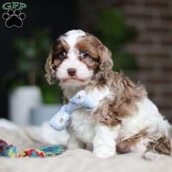 Emmett/Cockapoo									Puppy/Male	/7 Weeks,Introducing an adorable F1 Cockapoo named Emmett! This boy is the definition of sweet and lovable—always ready to greet people with tail wags and snuggles. He has a playful side too, especially when there’s a toy involved or a new spot to explore. With his soft, wavy coat and warm eyes, he knows exactly how to melt hearts. Whether it’s joining in on adventures or curling up for a cozy nap, this little one may just be the perfect little sidekick for your family!