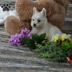 Willis/West Highland Terrier									Puppy/Male	/11 Weeks,Willis is a Pure bred West Highland White Terrior. He is being raised is a Loving Christain Country home. Willis is up to date on all vaccines wormings etc, Shipping is available. You are more than welcome to pick up at our house feel free to call or text us any time