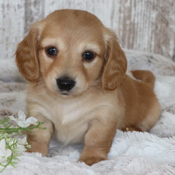 Adopt a dog:Kiana/Dachshund/Female/February 1, 2026,Hi, I'm Kiana! I'm a 7-week-old female Dachshund with a beautiful cream coat, born on February 1. I'll be ready to go home to my forever family after March 29, once I'm grown enough to leave my litter. I'm ACA registered. I'm ready to turn your ordinary days into extraordinary ones.