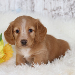 Adopt a dog:Chad/Dachshund/Female/February 1, 2026,Hi, I'm Chad! I'm a 7-week-old male Dachshund with a beautiful cream coat, born on February 1. I'll be ready to go home to my forever family after March 29, once I'm grown enough to leave my litter. I'm ACA registered. I will fill your home with warmth and puppy love.