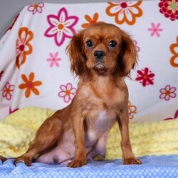 Brielle/Cavapoo									Puppy/Female	/6 Weeks,Meet Brielle—your soon-to-be best friend! This darling Cavapoo puppy is full of sweetness, charm, and a whole lot of love. With her soft, fluffy coat, bright curious eyes, and irresistible little face, she’s sure to capture your heart instantly. Brielle adores attention and spends her days happily playing, exploring, and snuggling up for cozy naps. Her affectionate, cheerful personality makes her the perfect companion, and she’ll gladly follow you wherever you go, always ready to share love and cuddles. If you’re searching for a loyal, playful pup to fill your home with joy, Brielle could be the perfect match!