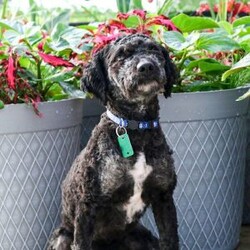 Austin/Mini Goldendoodle									Puppy/Male	/8 Weeks,Hello, my name is Austin, and i’m an adorable little mini golden doodle! I’m playful and sweet! I love to snuggle and give kisses! Me and my siblings love to spend time playing and napping in the living room! I will be ready for my new and loving home April 2 and I will be up to date with deworming and my first shot! I come with record of this, a sample of food, a security blanket, and a toy! Will you adopt me?