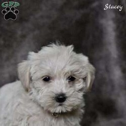 Stacey/Westiepoo									Puppy/Female	/9 Weeks,These lovable Westiepoo puppies are searching for caring, loving homes where they will be treasured companions. Raised in a nurturing environment, they are well socialized and used to daily interaction, making them friendly, confident, and eager to be around people. Their sweet, playful personalities and adorable appearance make them hard to resist.