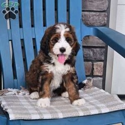Carter/Bernedoodle									Puppy/Male	/8 Weeks,Carter is a handsome an loving bernedoodle he is very well socialized an loves to play with our children.he is up to date on vaccines an dewormer,he is vet checked an micro chipped an comes with a 1 year genetic health guarantee.call today to make him yours!