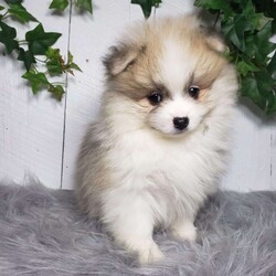 Theo/Pomeranian									Puppy/Male	/8 Weeks,Theo is a sweet pomeranian puppy with a friendly disposition. This cutie is being family raised and is well socialized with children. Theo loves to play and will be so happy to meet you! He has been vet checked and is up-to-date on shots and deworming. To hear more about this wonderful little puppy or to schedule a visit please feel free to give us a call or send us a text and we’ll be happy to help you. 