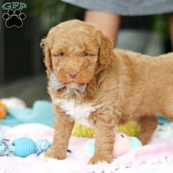 Benny/Mini Goldendoodle									Puppy/Male	/6 Weeks,Introducing Benny, an adorable Mini Goldendoodle puppy—full of personality and ready to melt your heart! He’s the perfect blend of the Golden Retriever’s gentle nature and the Poodle’s intelligence. Goldendoodles are well known for their affectionate, loyal, and playful spirit, making them wonderful companions for families or individuals alike. Whether it’s romping in the yard, going for a walk, or curling up for a nap, he’ll be happiest just being by your side. These pups are also quick learners who thrive on love, attention, and plenty of interaction!