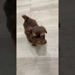 Max/Havanese									Puppy/Male	/9 Weeks,Hello there! I’m Max a beautiful Chocolate Havanese puppy! These puppies have a Mom that weighs around 11 pounds and Dad weighs around 12 pounds! Max is the perfect addition to any family. Don’t miss the opportunity to bring home this delightful Havanese puppy! I’m well socialized with children and ready to fit into your family! I would love to fill your home with all of my  puppy love! I have been vet checked, microchipped and I am up to date on vaccinations and dewormings and will come with a one year genetic health guarantee. Call or text anytime to make me the newest addition to your family and get ready to spend a lifetime of tail wagging fun! 