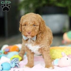 Benny/Mini Goldendoodle									Puppy/Male	/6 Weeks,Introducing Benny, an adorable Mini Goldendoodle puppy—full of personality and ready to melt your heart! He’s the perfect blend of the Golden Retriever’s gentle nature and the Poodle’s intelligence. Goldendoodles are well known for their affectionate, loyal, and playful spirit, making them wonderful companions for families or individuals alike. Whether it’s romping in the yard, going for a walk, or curling up for a nap, he’ll be happiest just being by your side. These pups are also quick learners who thrive on love, attention, and plenty of interaction!
