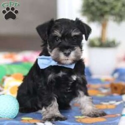 Dylan/Miniature Schnauzer									Puppy/Male	/10 Weeks,Meet Dylan—the little AKC Miniature Schnauzer with a big personality and an even bigger heart! This handsome Schnauzer is full of charm, from his expressive eyes to that classic look everyone loves.