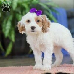 Chloe/Cockapoo									Puppy/Female	/10 Weeks,Meet Chloe, an adorable Cockapoo puppy with a beautiful, fluffy coat and an outgoing personality that’s impossible to resist! She loves being around people and is always ready for playtime, cuddles, or tagging along on your daily adventures. Chloe’s cheerful, friendly nature makes her a wonderful companion for families, couples, or individuals alike.