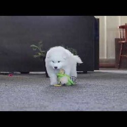Leo/Samoyed									Puppy/Male	/8 Weeks,Meet Leo, a stunning Samoyed puppy with a bright personality and a heart full of love! With his fluffy white coat, sparkling eyes, and signature Samoyed smile, this handsome little guy is sure to capture attention wherever he goes.