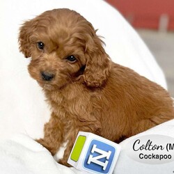Colton/Cockapoo									Puppy/Male	/10 Weeks,Colton is an adorable red male Cockapoo puppy, born on Jan 27, 2026. Dam is a Cocker Spaniel, Kelly and Sire is Russell, a Miniature Poodle.