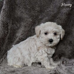Stacey/Westiepoo									Puppy/Female	/9 Weeks,These lovable Westiepoo puppies are searching for caring, loving homes where they will be treasured companions. Raised in a nurturing environment, they are well socialized and used to daily interaction, making them friendly, confident, and eager to be around people. Their sweet, playful personalities and adorable appearance make them hard to resist.