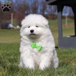 Leo/Samoyed									Puppy/Male	/8 Weeks,Meet Leo, a stunning Samoyed puppy with a bright personality and a heart full of love! With his fluffy white coat, sparkling eyes, and signature Samoyed smile, this handsome little guy is sure to capture attention wherever he goes.