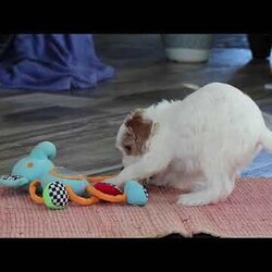 Chloe/Cockapoo									Puppy/Female	/10 Weeks,Meet Chloe, an adorable Cockapoo puppy with a beautiful, fluffy coat and an outgoing personality that’s impossible to resist! She loves being around people and is always ready for playtime, cuddles, or tagging along on your daily adventures. Chloe’s cheerful, friendly nature makes her a wonderful companion for families, couples, or individuals alike.