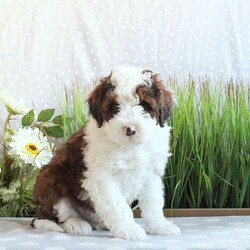 Jake/Mini Bernedoodle									Puppy/Male	/9 Weeks,Jake is a lovable and fun Miniature Bernedoodle puppy who will be the sweetest addition to his forever family! This precious boy is friendly, well socialized, and family raised. He comes home with a 30 day health guarantee as well as an extended genetic health guarantee, both provided by the breeder. Jake has been seen by a vet and is up to date on shots and de-wormer. This cutie-pie is ready to meet you!