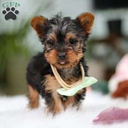 Trevor/Yorkie									Puppy/Male	/14 Weeks,Meet Trevor, the most darling little ACA Yorkshire Terrier you’ll ever encounter! With his soft, black & tan coat and twinkling eyes, she’s a picture of pure charm. He boasts a spunky yet sweet personality, he loves cozy snuggles as much as he does active play sessions. Yorkies are often described as loyal, intelligent and feisty dogs; despite their tiny size, they have big personalities and tend to steal the spotlight with their confident demeanor. He is the perfect blend of affection and sass, making his an irresistible companion for anyone lucky enough to welcome his into their home!