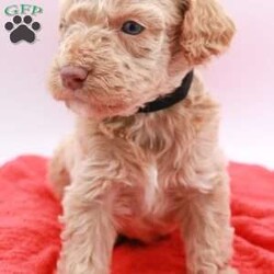 Charlie/Mini Labradoodle									Puppy/Male	/5 Weeks,Hello! We have a few beautiful mini labradoodle puppies available. Theybwill be about 20-25lbs. They will come fully vet checked, utd on shots and health guarantee! Pre loved and spoiled is a promise!! Ready to go home April 25. If you decide you want to reserve one I’ll send you a contract and we can move forward. I’m in Lexington park md willing to travel for a fee. 