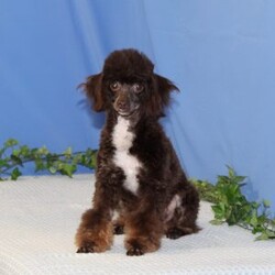 Almond Joy/Toy Poodle									Puppy/Male	/13 Weeks,Fudge, our little chocolate daddy weighs in at 7 lb. He is so adorable, always watchful, ready and waiting for playtime. He is so smart, he will miss nothing. Rosa, our mommy weighs in at 12 lbs. She is such a jewel — very smart and fun loving; and always ready for some play. These little ones are well socialized, playful and loving, just waiting to give you lots of joy! They are up to date on their vaccinations and dewormings and have been vet checked. Feel free to call with questions, or to set up a time to come visit them. Thanks,