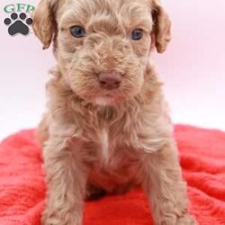 Charlie/Mini Labradoodle									Puppy/Male	/5 Weeks,Hello! We have a few beautiful mini labradoodle puppies available. Theybwill be about 20-25lbs. They will come fully vet checked, utd on shots and health guarantee! Pre loved and spoiled is a promise!! Ready to go home April 25. If you decide you want to reserve one I’ll send you a contract and we can move forward. I’m in Lexington park md willing to travel for a fee. 