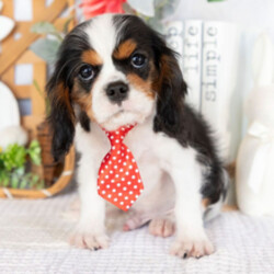 Adopt a dog:Carter//Female/December 16, 2025,Hi, I'm Carter! I'm a 16-week-old male Cavalier King Charles Spaniel with a beautiful black & white coat, born on December 16. I am ready now to plan my trip to my forever family. Once I reach my adult size, I'm expected to weigh between 8–23 lbs. I'm AKC registered. I'll be your little shadow, following you wherever you go.