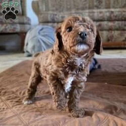 Jenny/Cavapoo									Puppy/Female	/8 Weeks,Watch out for this girl– she’ll have you wrapped around her little paw in a heartbeat! Playful as she is pretty, this baby doll loves to cuddle on your lap after a good day of fun in the sun! Jenny will do well one on one, with a couple, or in a family of any size, especially one looking for a sweet little pup who’s looking to love and be loved!
