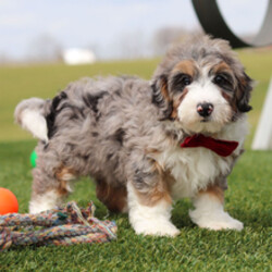 Adopt a dog:Pal//Female/January 17, 2026,Hi, I'm Pal! I'm an 11-week-old male Bernedoodle. My dad is a Poodle and my mom is a Bernedoodle. I have a beautiful blue merle, white & tan coat, and I was born on January 17. I am ready now to plan my trip to my forever family. I can't wait to be your best friend and cuddle buddy for life.