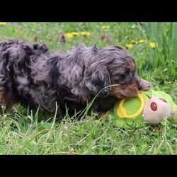 Gabriel/Cavapoo									Puppy/Male	/7 Weeks,Introducing a sweet little Cavapoo named Gabriel! This boy is the definition of cute and lovable—always ready to greet people with tail wags and snuggles. He has a playful side too, especially when there’s a toy involved or a new spot to explore. With his soft, wavy coat and warm eyes, he knows exactly how to melt hearts. Whether it’s joining in on adventures or curling up for a cozy nap, this little one is the perfect little sidekick for your family!