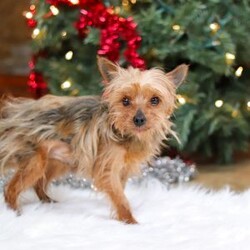 Trevor/Yorkie									Puppy/Male	/14 Weeks,Meet Trevor, the most darling little ACA Yorkshire Terrier you’ll ever encounter! With his soft, black & tan coat and twinkling eyes, she’s a picture of pure charm. He boasts a spunky yet sweet personality, he loves cozy snuggles as much as he does active play sessions. Yorkies are often described as loyal, intelligent and feisty dogs; despite their tiny size, they have big personalities and tend to steal the spotlight with their confident demeanor. He is the perfect blend of affection and sass, making his an irresistible companion for anyone lucky enough to welcome his into their home!
