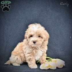 Curly/Maltipoo									Puppy/Male	/9 Weeks,These adorable Maltipoo puppies are looking for loving, forever homes where they will be cherished members of the family. A perfect blend of Poodle and Maltese, these sweet little companions are known for their affectionate nature, intelligence, and playful personalities. They are family raised in a caring environment and have been well socialized, making them friendly, gentle, and comfortable around people of all ages.