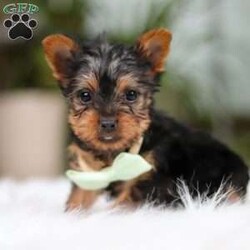 Trevor/Yorkie									Puppy/Male	/14 Weeks,Meet Trevor, the most darling little ACA Yorkshire Terrier you’ll ever encounter! With his soft, black & tan coat and twinkling eyes, she’s a picture of pure charm. He boasts a spunky yet sweet personality, he loves cozy snuggles as much as he does active play sessions. Yorkies are often described as loyal, intelligent and feisty dogs; despite their tiny size, they have big personalities and tend to steal the spotlight with their confident demeanor. He is the perfect blend of affection and sass, making his an irresistible companion for anyone lucky enough to welcome his into their home!