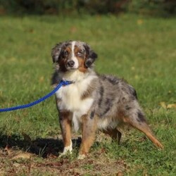 Zach/Miniature Australian Shepherd									Puppy/Male	/December 20th, 2025,Meet Zack the handsome Red Merle. Zack loves to play and explore new things.Zach also loves to settle down in your lap and enjoys his cuddles. He comes with just the right mixture of energy and loyalty to create a unique personality that will be sure to melt your heart.Zach has been Ens cultured and raised with kids. He is Akc Registered and comes with a health guarantee and he is vet checked from head to tail.