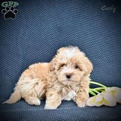 Curly/Maltipoo									Puppy/Male	/9 Weeks,These adorable Maltipoo puppies are looking for loving, forever homes where they will be cherished members of the family. A perfect blend of Poodle and Maltese, these sweet little companions are known for their affectionate nature, intelligence, and playful personalities. They are family raised in a caring environment and have been well socialized, making them friendly, gentle, and comfortable around people of all ages.