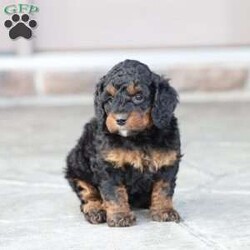 Reese/Cavapoo									Puppy/Female	/February 22nd, 2026,Reese is a sweetheart raised with the kind of love and care that a puppy needs for a great start in life! She also enjoys special diet for optimal health. Call, text or email to schedule your meet with this sweet girl! (we also offer facetime meetings)