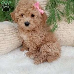 Willow/Bich-Poo									Puppy/Female	/8 Weeks,Meet Willow! An adorable Bichpoo puppy! She loves cuddles and all the attention! And is up to date on vaccines, and deworming. She has had a clear vet check done. For more information call or text Mary Sue. A$200 deposit will reseve her and is nonrefundable. 