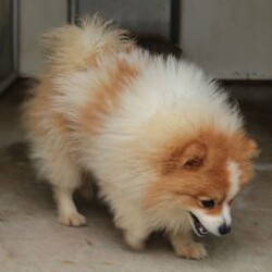 Theo/Pomeranian									Puppy/Male	/8 Weeks,Theo is a sweet pomeranian puppy with a friendly disposition. This cutie is being family raised and is well socialized with children. Theo loves to play and will be so happy to meet you! He has been vet checked and is up-to-date on shots and deworming. To hear more about this wonderful little puppy or to schedule a visit please feel free to give us a call or send us a text and we’ll be happy to help you. 