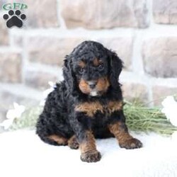 Reese/Cavapoo									Puppy/Female	/February 22nd, 2026,Reese is a sweetheart raised with the kind of love and care that a puppy needs for a great start in life! She also enjoys special diet for optimal health. Call, text or email to schedule your meet with this sweet girl! (we also offer facetime meetings)