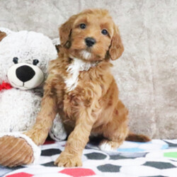 Adopt a dog:Derbie/Goldendoodle/Female/February 21, 2026,Hi, I'm Derbie! I'm an 8-week-old female Goldendoodle. My dad is a Poodle and my mom is a Goldendoodle. I have a beautiful red coat, and I was born on February 21. I am ready now to plan my trip to my forever family. The bond that we'll build, of love and affection, will make a lifelong partnership and an unforgettable connection.