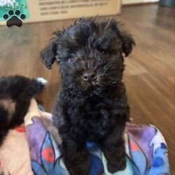 Ace/Miniature Schnauzer									Puppy/Male	/8 Weeks,Stunning brown (chocolate/liver) Miniature Schnauzer boy with a matching brown nose a rare and highly sought-after trait. He has a beautiful triple coat, expressive eyes, and a confident, loving temperament.